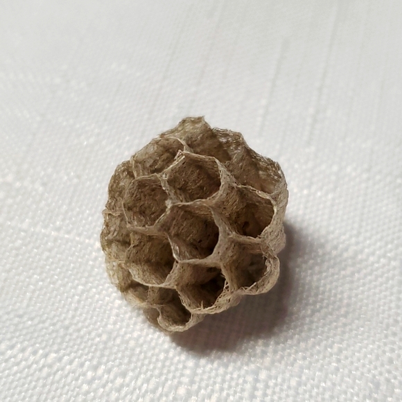 FOUND Real Wasps Nest Natural Nature Fragile Small Woodsy Decor Bee Tiny - Picture 14 of 14